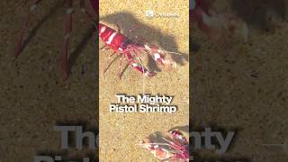 The Mighty Pistol Shrimp｜Nature's Tiny Water Weapon  #funfacts