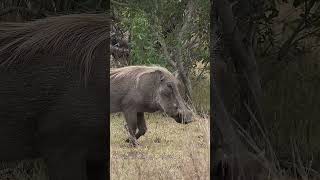 #warthog#animals #animalvideos #shortvideo