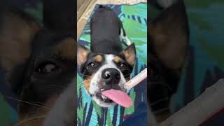 I have the cutest dog! #dog #doglover #dogcutevideo