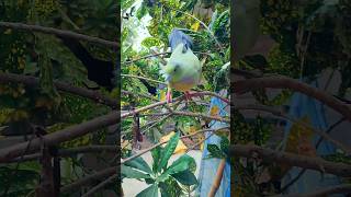 সবুজ ঘুঘু #bird_likes #birds #birdsloverbasirhat #indianbird #viralvideo #bdbird