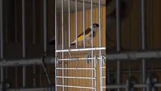 The Goldfinch  dance