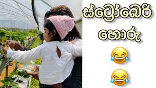 ස්ට්‍රෝබෙරි හොරු 😂😍 | manej sanjaya vlogs | nuwara eliya