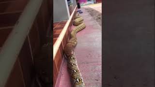 King cobra vs anaconda Python #shorts #sagar_sahu_0 #trending #viral #kingcobrasnake #anaconda #new