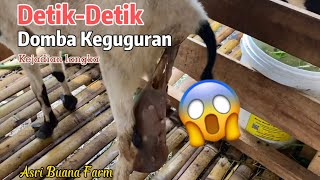 Domba keguguran #domba #dombaadu #peternakan