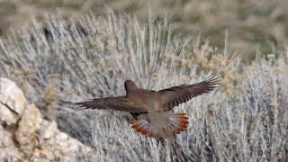 KEKLİK AVI 03 ,Partridge Hunting- caza perdiz-pernice caccia-куропатка охота-الحجل مطاردة