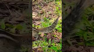 Squirrel feeding In the park # animal feeding #shortsvideo #animal #explore travel with food