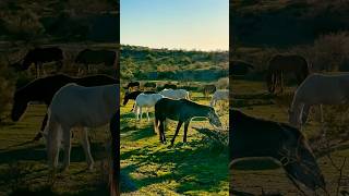 Wild Horses Peacefully #majestichorses #horsevideo #wildanimals #equestrian #horselover