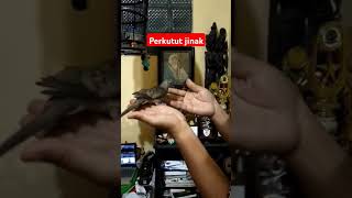 Cara menjinakkan perkutut #perkutut #burung