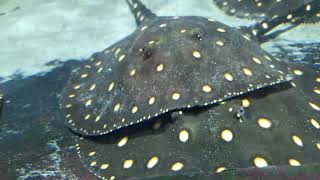 Bolton Aquarium stingrays