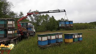 Перевезення пасіки на медозбір з білої акації.