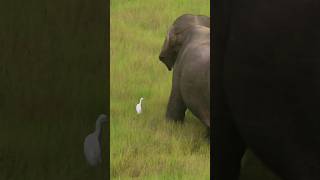 Elephant in Wilpattu Sri Lanka #shorts