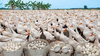 How To Raise And Harvest Thousands Of Super-Laying Duck Eggs - Effective Duck Farming Strategy