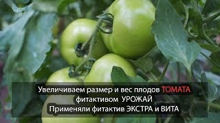 Увеличиваем размер и вес плодов ТОМАТА фитактивом УРОЖАЙ. Применяли фитактив ЭКСТРА и ВИТА