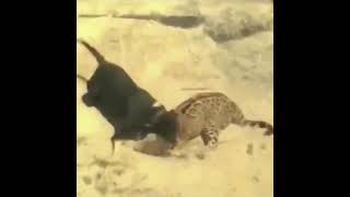 Unexpectedly Leopard Was Scared By Dogs #animals #wildanimals #leopard #shorts #dog