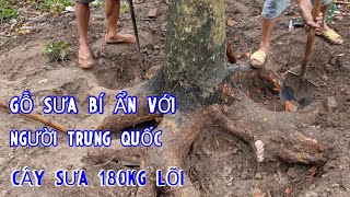 Gỗ Sưa Bí Ẩn Ẩn Với Người Trung Quốc Thế Nào - Lấy Lõi Cây Sưa 180kg Lõi Vanh 90 - Gỗ Sưa Để Làm Gì