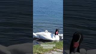 Familia de Cisnes de Cuello Negro en el Lago Regatas.