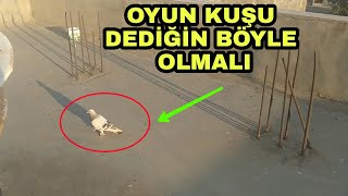 OYUN KUŞU DEDİĞİN BÖYLE OLSA GEREK👌🕊️