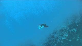 Spearfishing-Giant Manta Ray and Cobia