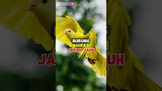 INILAH BURUNG MIGRASI JARAK JAUH SETIAP TAHUNNYA 😱😱 #burung #shortsvideo #short