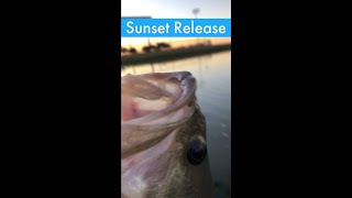 🎥 Solid Largemouth Release🤦🏻‍♂️ at Sunset 🌅 #shorts