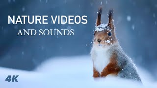 Relaxing Nature Videos and ASMR Sounds - Through the Seasons with Red Squirrels