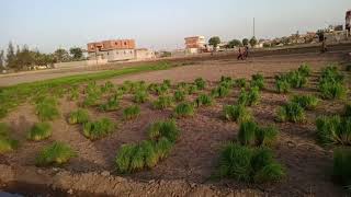 زراعة الأرز في الريف 🌾🌾  rice cultivation