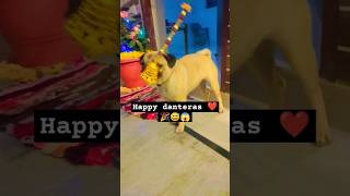 Happy danteras#comedy #dhanterasday #happydhanteras #jokes#shortsfeed  #marathicomedy#sanjaymaurya