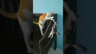 Funny cat🤣 bite and slapped the kitten #shortsvideo #funny #shorts