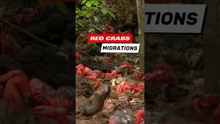 Unique phenomenone, Red crab migration