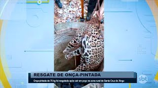 Onça-pintada de 70 kg foi resgatada após cair em poço na zona rural de Santa Cruz do Xingu