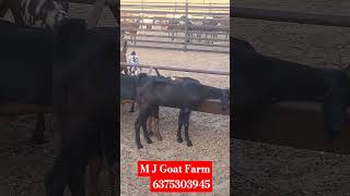 Kota karoli Farming Goats // available for sell & Visit M J Goat Farm Ajmer Mo.6375303945