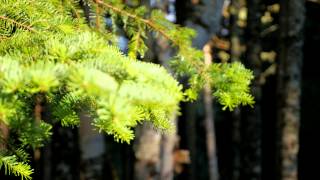 Mount Carleton Provincial Park - 4K Video - CBC New Brunswick