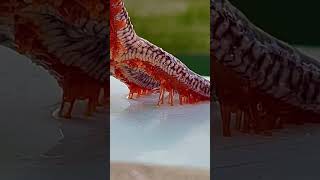 I BET you DIDN’T KNOW starfish had legs like this! #shorts #youtube #explore #trending #animals #sub