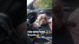 американский булли мальчик, YUBK KENNEL BORIS🔥💦💦💦