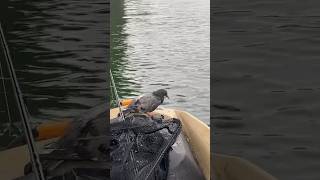 Made friends with a pigeon on my kayak while fishing! #fishing #bassfishing #freshwaterfish #pigeon