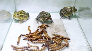 Three BulFrog vs SuperWorms