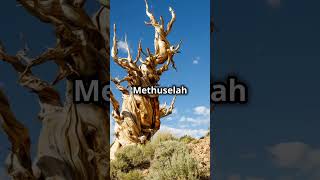 Meet Methuselah: The World's Oldest Tree!