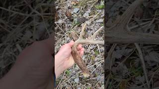 FOUND MY FIRST ANTLER OF THE SPRING