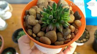 SUCULENTA Sempervivum: Curiosidades e ids