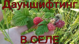 Выращивание грибов в домашних условиях вешенка, опята,  шиитаке. Мой опыт.