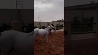 الخيل❤️❤️