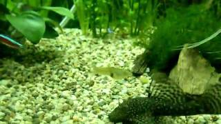 Aquarium Fish 5.avi