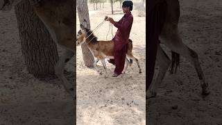 sehra main donkey Ki sawari