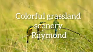 Colorful grassland scenery. Raymond & Ling.with world travelers 4k.