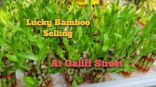 Lucky Bamboo Selling at Galiff Street/prices#shorts #youtubeshorts@SandipOrchid #luckybamboo