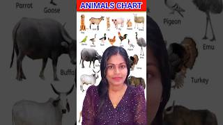 #shorts , Animals name, 🐎🐯🦄 wild animals, domestic animal, learn animals name #song