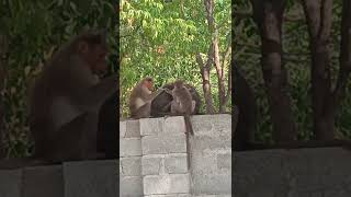 Tenge Tenge || Monkey 🐒 meeting 🤝#monkey #shortvideos #viralvideos