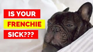 4 Reasons Why Your French Bulldog is Constantly Vomiting And How To Fix it!