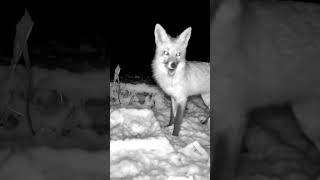 Snow or no snow, dinner is a must for this fox! ❄😹 #backyard #trailcam #habitat #nature #snow #fox