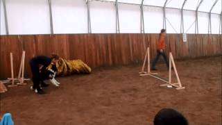 Cassidy első agility versenye :)